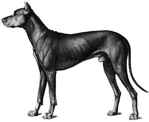 dog