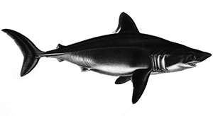 shark